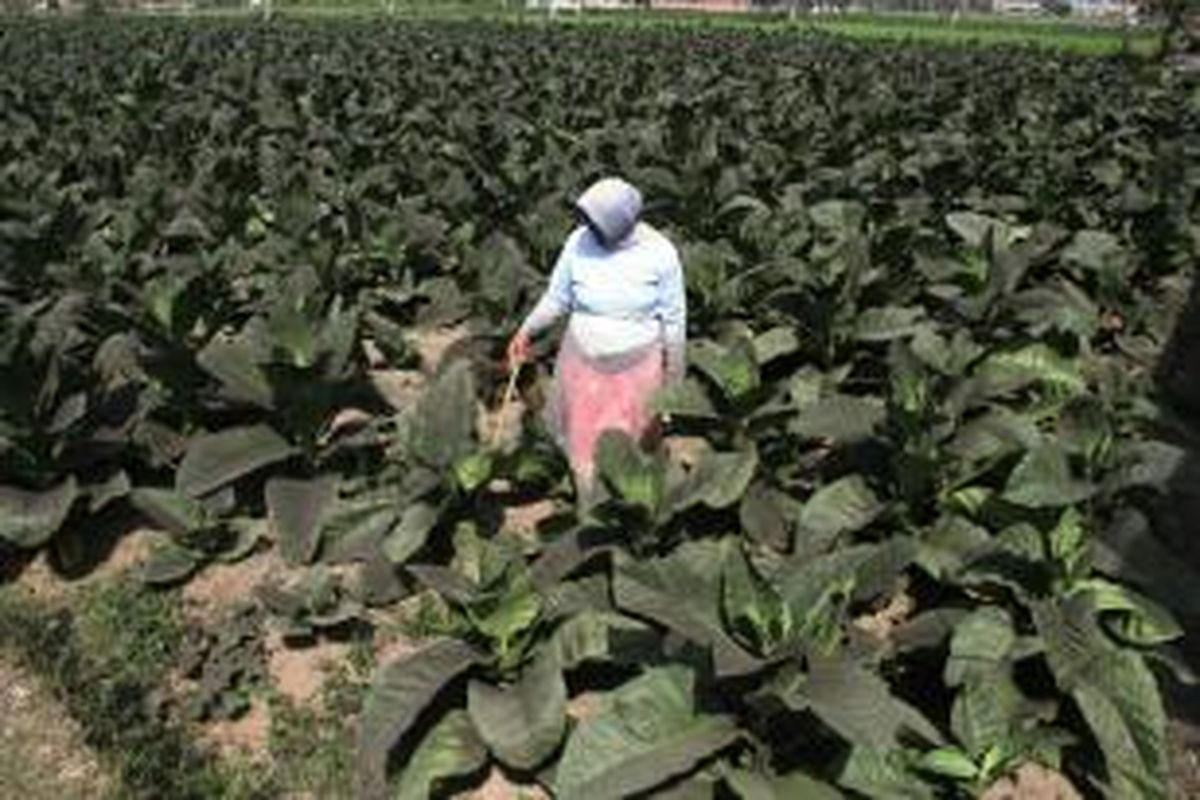 Beginilah kondisi daun tembakau milik petani di Kabupaten Jember, Jawa Timur, berubah menjadi hitam akibat guyuran debu vulkanik Gunung Raung.