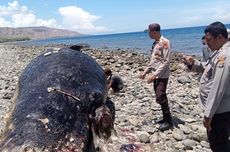 Paus Sperma Mati dan Membusuk di Pantai Nangawera, Bima