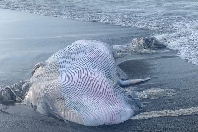 Bangkai satwa laut yang diduga seekor ikan paus ditemukan terdampar di Pantai Munggu, Kecamatan Mengwi, Kabupaten Badung, Bali pada Kamis (19/1/2023)./ istimewa