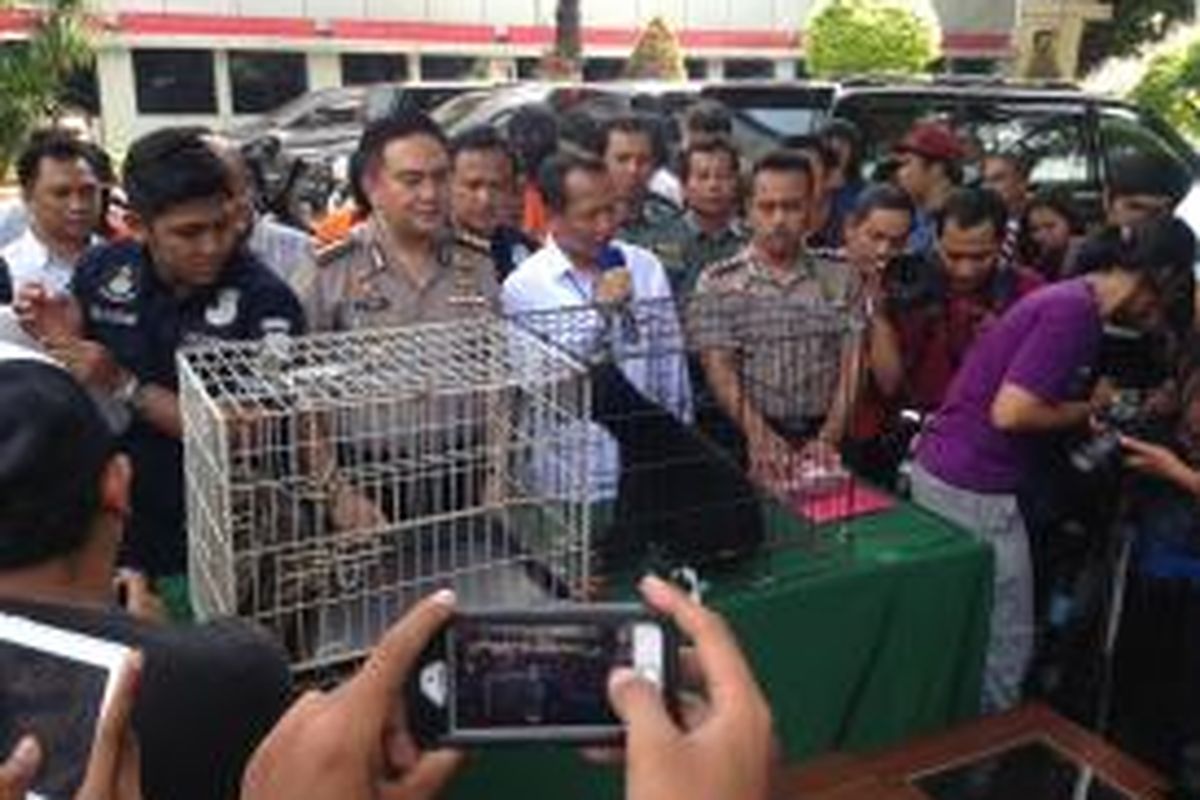Direktorat Reserse Kriminal Khusus Polda Metro Jaya merilis pengungkapan jaringan perdagangan satwa langka, di antaranya beruang madu dan macan dahan, di Mapolda Metro Jaya, Rabu (18/11/2015). 