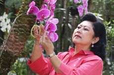 Jadi Bunga Kesukaan Ani Yudhoyono, Berikut 5 Fakta Menarik Anggrek