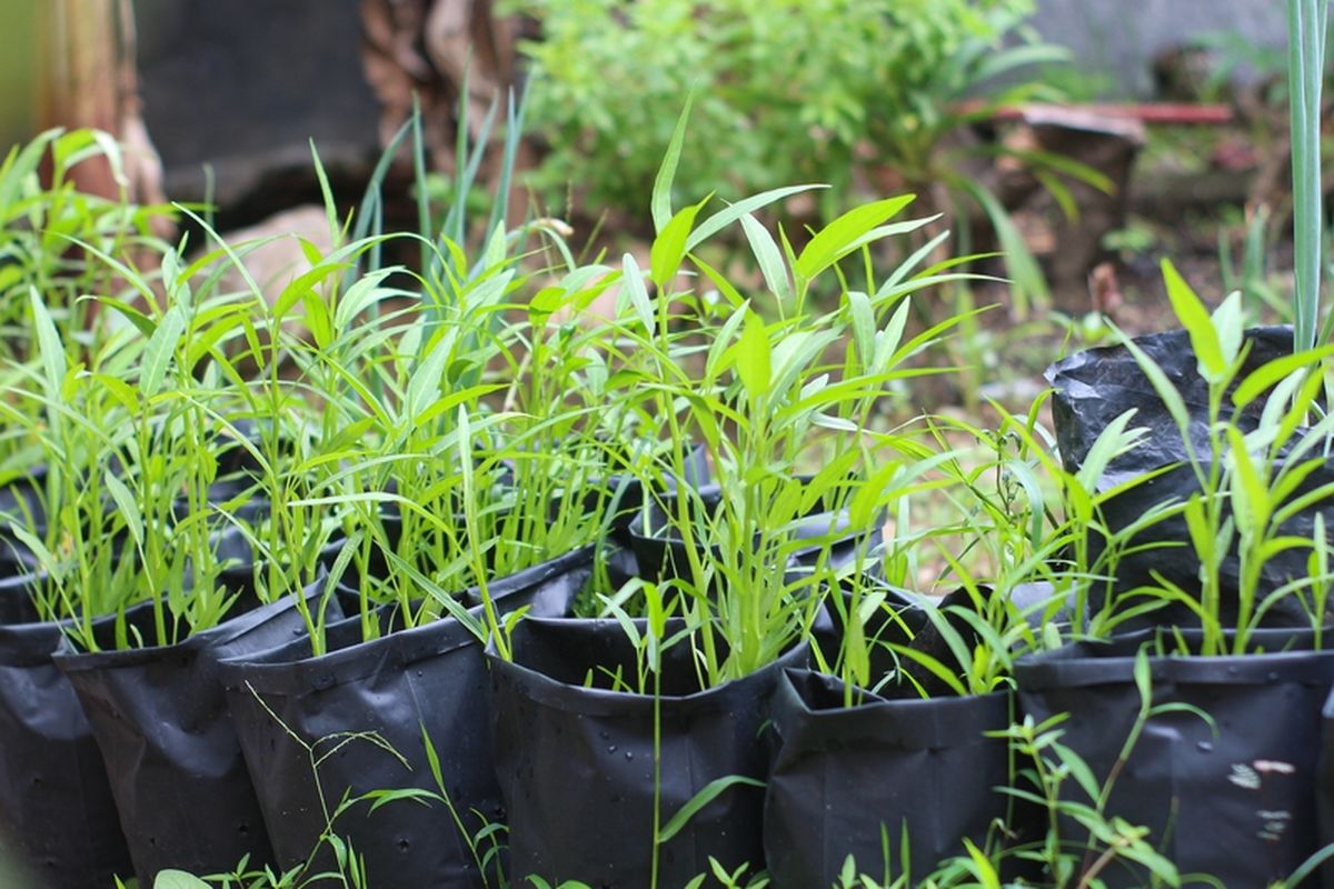 Kangkung di polybag