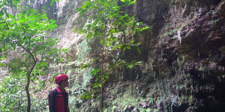 Seorang pemandu menunjukkan pohon yang hanya tumbuh di dasar Goa Jomblang, Gunungkidul, DI Yogyakarta.
