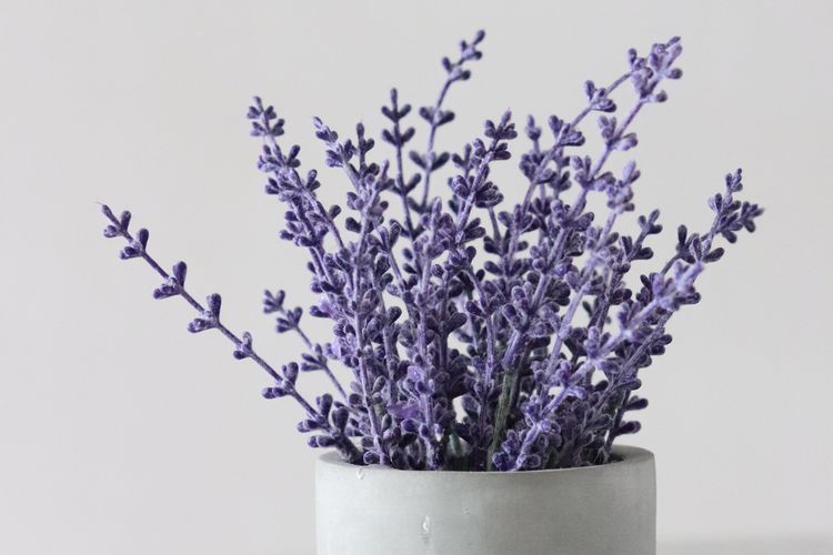 Ilustrasi bunga lavender, salah satu tanaman yang meningkatkan kualitas tidur.
