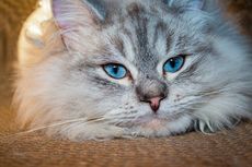 4 Fakta Tentang Kucing Bermata Biru