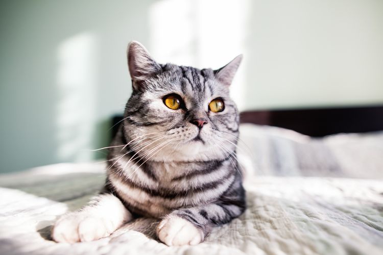 3 Hewan yang Pernah Direkrut CIA Jadi Mata-mata, Bukan Cuma Kucing