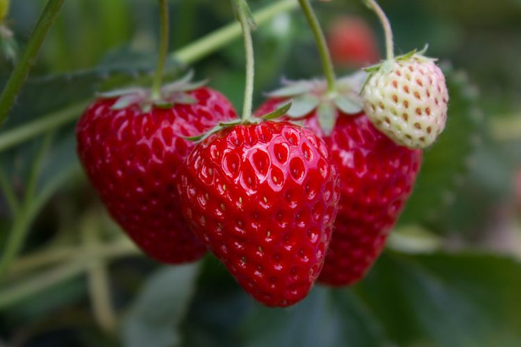 Ilustrasi strawberry atau stroberi, menanam strawberry.