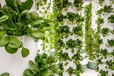 5 Tips Menanam Sayuran yang Sehat dan Bebas Pestisida
