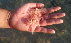 Jaga Keberlanjutan Budidaya Lobster, Kementerian KP Pastikan Pengaturan Pengelolaan BBL