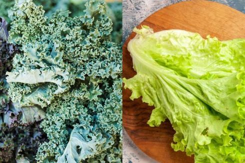 Bentuknya Mirip Selada, Berikut 7 Manfaat Makan Kale yang Tak Banyak Diketahui