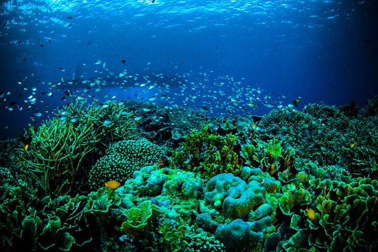 Keindahan Taman Laut Bunaken di Manado, Sulawesi Utara.