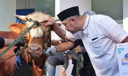 Idul Adha, PGN Bagikan 368 Hewan Kurban di Sekitar Wilayah Operasi