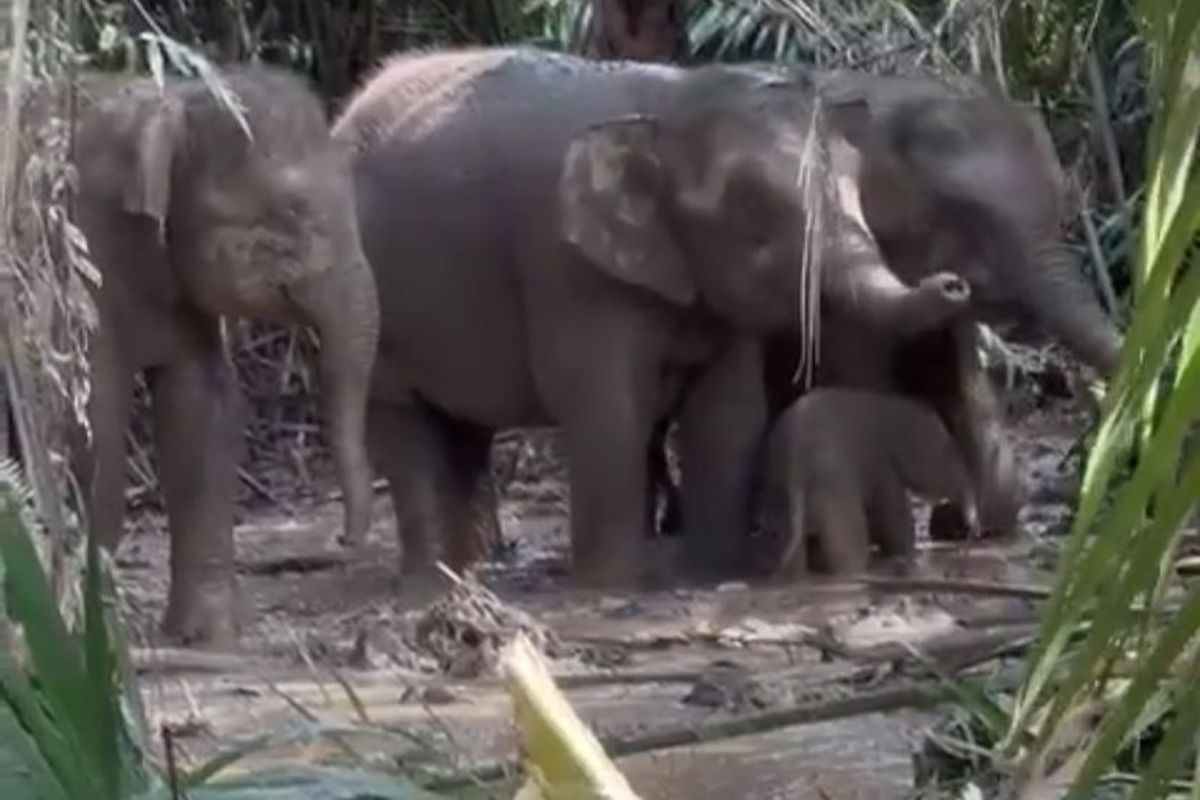 Anak gajah diduga terjebak di lumpur yang berada dalam perkebunan di Malaysia. 
