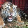 Seekor Harimau Masuk Perangkap di Aceh Selatan, Diduga Pemakan Ternak Warga 