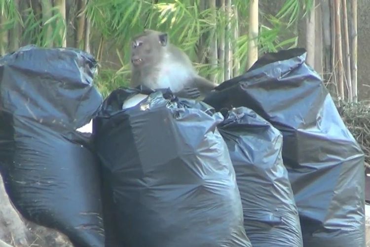Seekor monyet membongkar sampah di kompleks Mediterania, PIK, Jakarta Utara,untuk cari makan, Senin (16/9/2019).