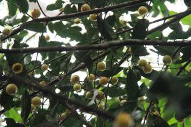 Salah satu jenis buah yang menjadi pakan Orangutan (Pongo Pygmaeus pygmaeus) di Bukit Peninjau, Desa Melemba, Kecamatan Batang Lupar, Kapuas Hulu, Kalimantan Barat.