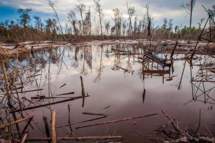 Kerusakan hutan rawa akibat tambang emas tradisional di Kereng pangi, Kalimantan Tengah, 24 Agustus 2013. Sebanyak 140 negara menandatangani traktat PBB untuk menangani polusi merkuri serta penggunaan produk metal berbahaya.