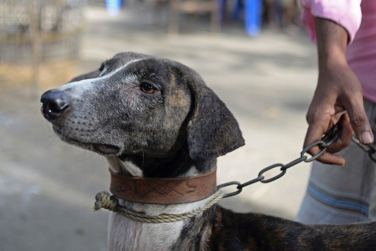 Sarail hound, anjing Sarail khas Bangladesh di ambang kepunahan. Anjing pemburu yang setia terancam punah, diperkirakan populasi keturunan asli tersisa 30-40 ekor.