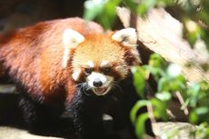 Lucunya si Panda Merah di Taman Safari Indonesia