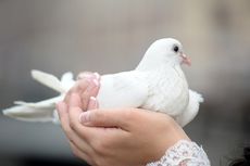 Jangan Asal, Ini 5 Cara Memegang Burung Peliharaan dengan Aman