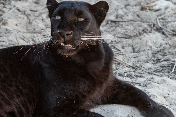 Black panther adalah macan tutul yang mengalami melanisme.