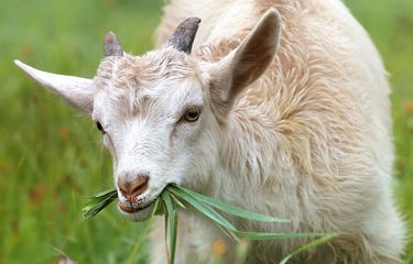 5 Jenis Tanaman dan Rumput yang Disukai Kambing, Jadikan Pakan ...