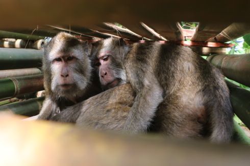 Meresahkan Warga, 120 Monyet Ekor Panjang di Gunung Ciremai Ditangkap
