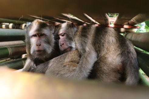 Monyet Ekor Panjang Gunung Ciremai Ditangkapi karena Overpopulasi dan Kurang Pakan