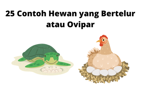 25 Contoh Hewan yang Bertelur atau Ovipar