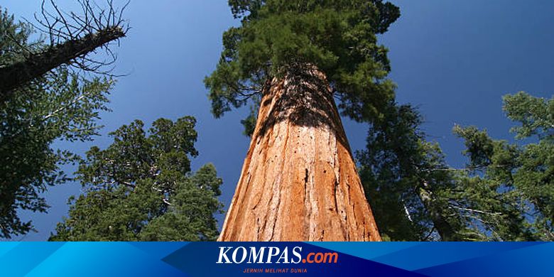Berita Harian Bagaimana Ilmuwan Menentukan Usia Pohon Terbaru Hari Ini ...