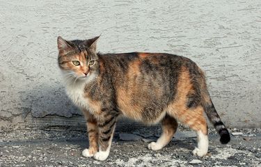 7 Tanda Kucing Hamil dan Cara Merawatnya Halaman all - Kompas.com