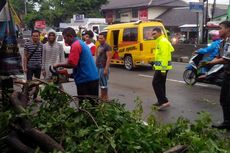 Pohon Tumbang Timpa Sepeda Motor di Jalan Semarang-Solo
