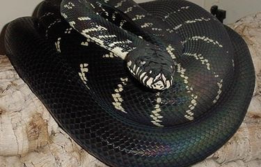 Eng sochli porno onlayn