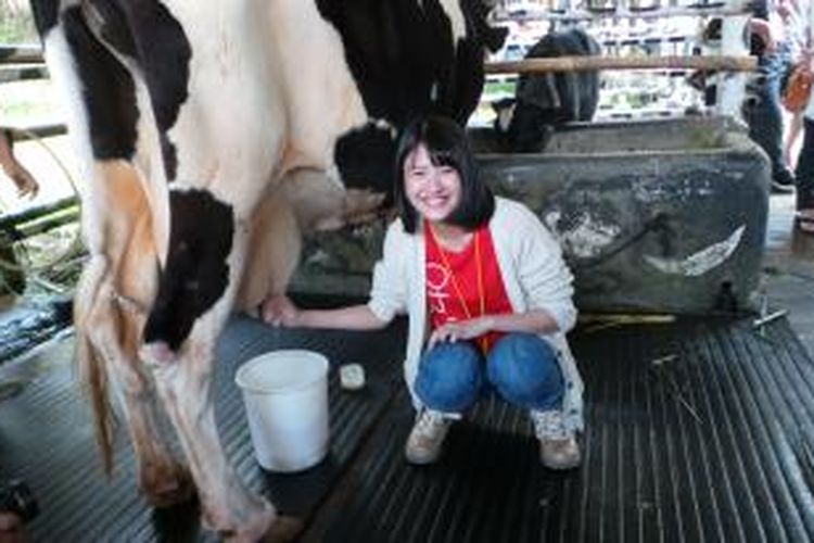 Viny JKT48 diabadikan ketika memerah susu sapi dalam acara OFC JKT48 di Cimory Mountain View, Bogor, Jawa Barat, Sabtu (4/7/2015).