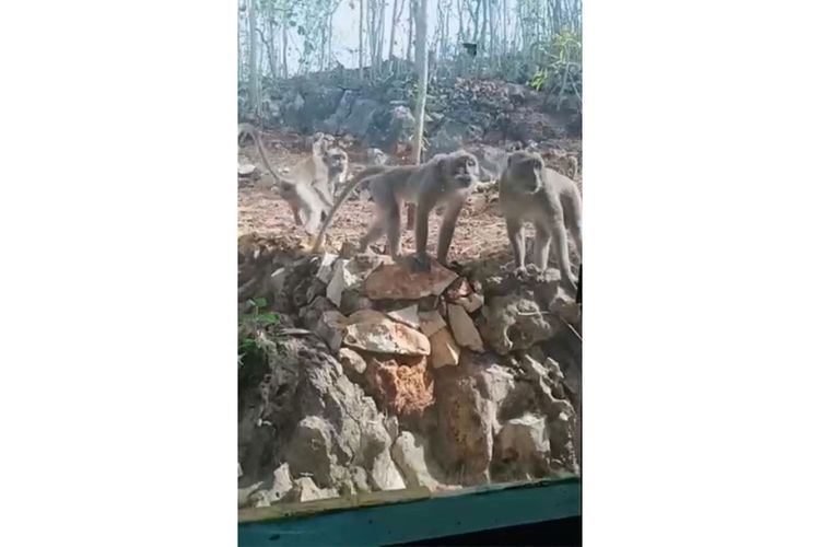 Serangan monyet di MIS Guppi Legundi Gunungkidul