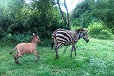 Inilah Zonkey, Hasil Kawin Silang antara Zebra dengan Keledai