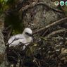 Seekor Anak Elang Jawa Lahir di Kawasan Gunung Gede Pangrango