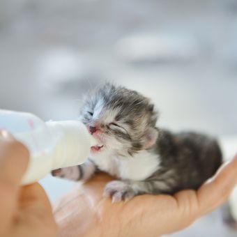 Ilustrasi memberikan susu untuk anak kucing.