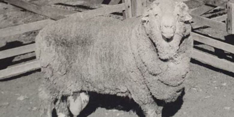 Domba Sir Freddie, salah satu domba yang sampel spermanya dibekukan pada 1968. Foto ini diambil pada 1969.