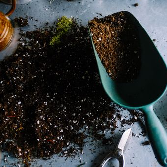 Sebelum menanam siung bawang putih, masukkan tanah yang sudah dilengkapi dengan pupuk ke dalam pot yang berlubang drainase lancar.