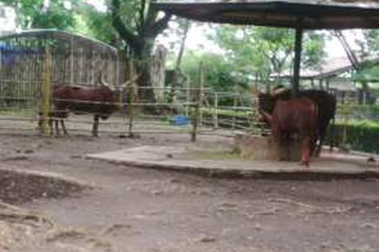 Watusi atau Sapi Afrika di Kebun Binatang Surabaya