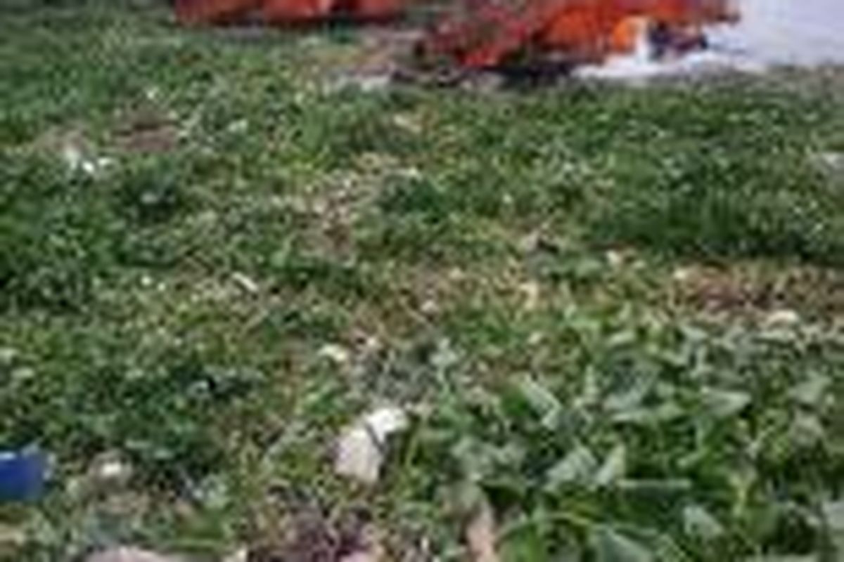 Eceng gondok dan sampah yang mengapung di Waduk Pluit, Kamis (12/2/2015)