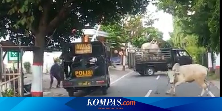 Cerita Sapi Kurban Mengamuk Saat Hendak Disembelih, Ditembak Polisi dan Terperosok ke Sungai