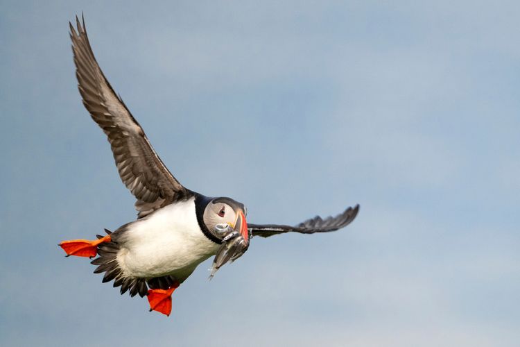 Puffin membawa ikan untuk anaknya.