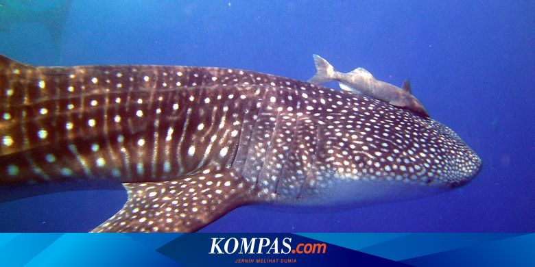Kehidupan Ikan Remora Yang Numpang Pada Paus Biru Halaman All Kompas Com