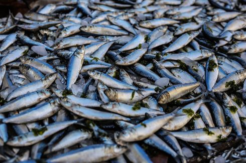 5 Arti Mimpi Dapat Ikan Banyak, Siapa Tahu Menjadi Pertanda Baik