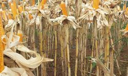 Integrasi Lahan, Satu Lagi Langkah Percepatan Menuju Swasembada Jagung