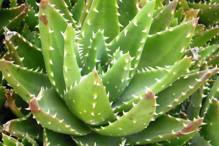 Ilustrasi tanaman lidah buaya jenis Aloe brevifolia.