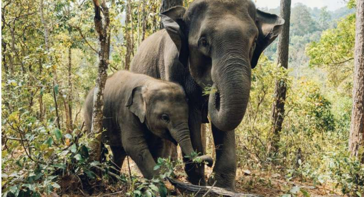 Apa yang Terjadi Saat Gajah Asia Berduka, Studi Ungkap