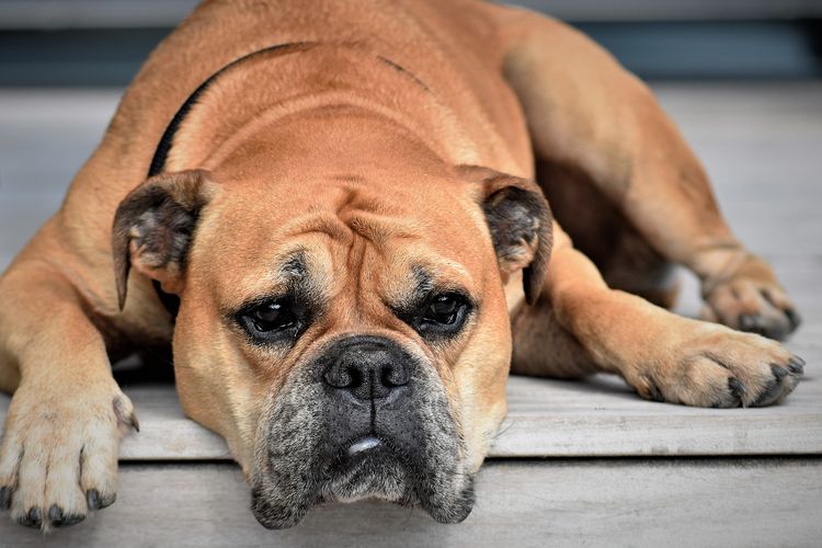 Kunci untuk mencegah anjing menggigit adalah memahami bahwa anjing adalah hewan yang individual.